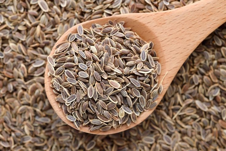 Fennel